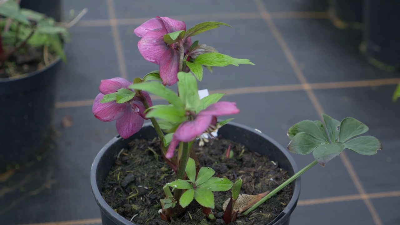 Hellebores - Burncoose Nurseries
