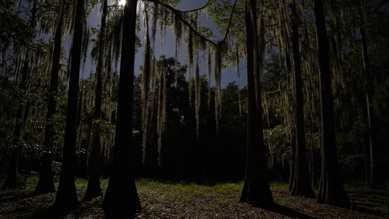 🔴 LIVE 🌿 Soothing Forest Sounds with Relaxing Ambience for Deep Sleep, Focus on Study & Anxiety