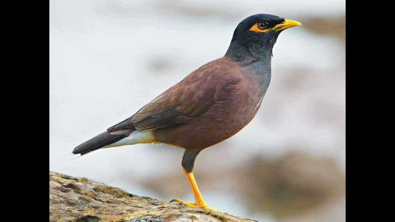 Common Indian Myna call loop - 11 hours 15 minutes