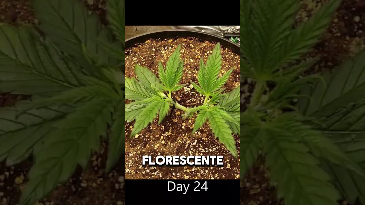 Principais diferen&ccedil;as entre Cannabis autom&aacute;tica x Fotoperi&oacute;dica