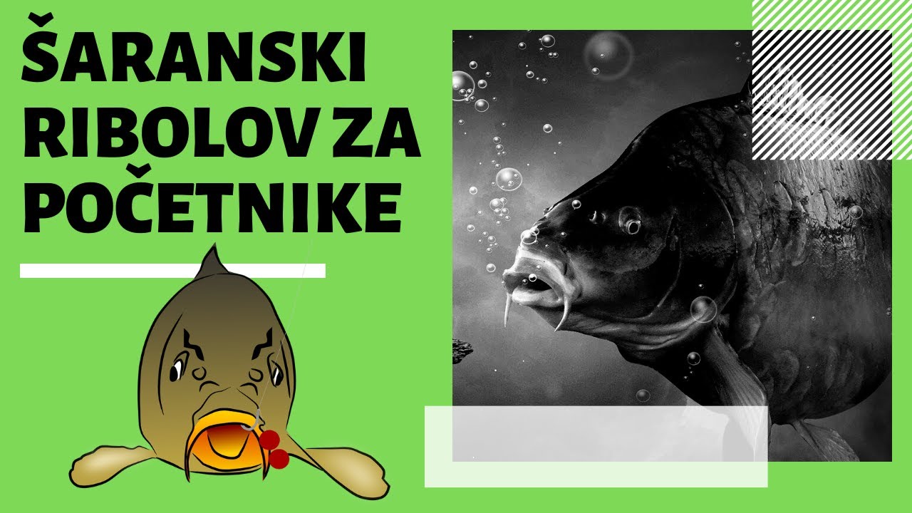 Šaranski ribolov za početnike: 6 savjeta za siguran uspjeh