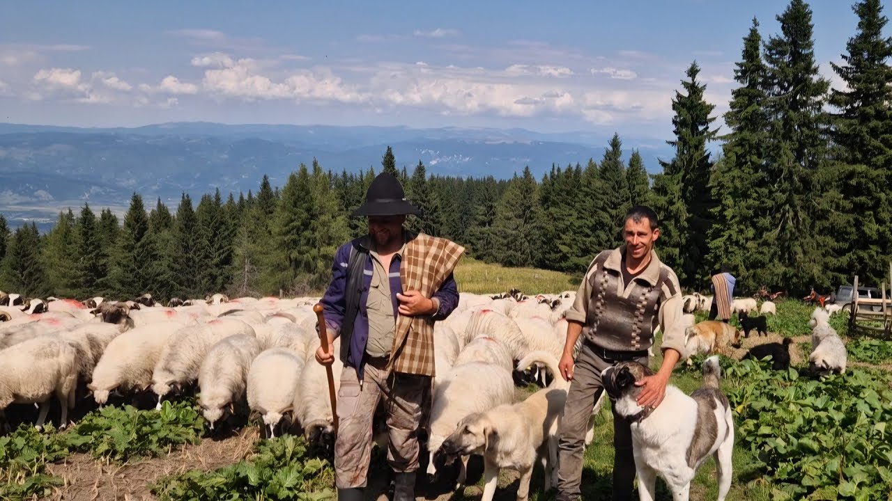 VIAȚA LA STÂNA DIN MARGINI, MUNȚII RETEZAT ALĂTURI DE NELUȚU SACÂRCEA, DANI SOCACI ȘI FRAȚII BODESCU