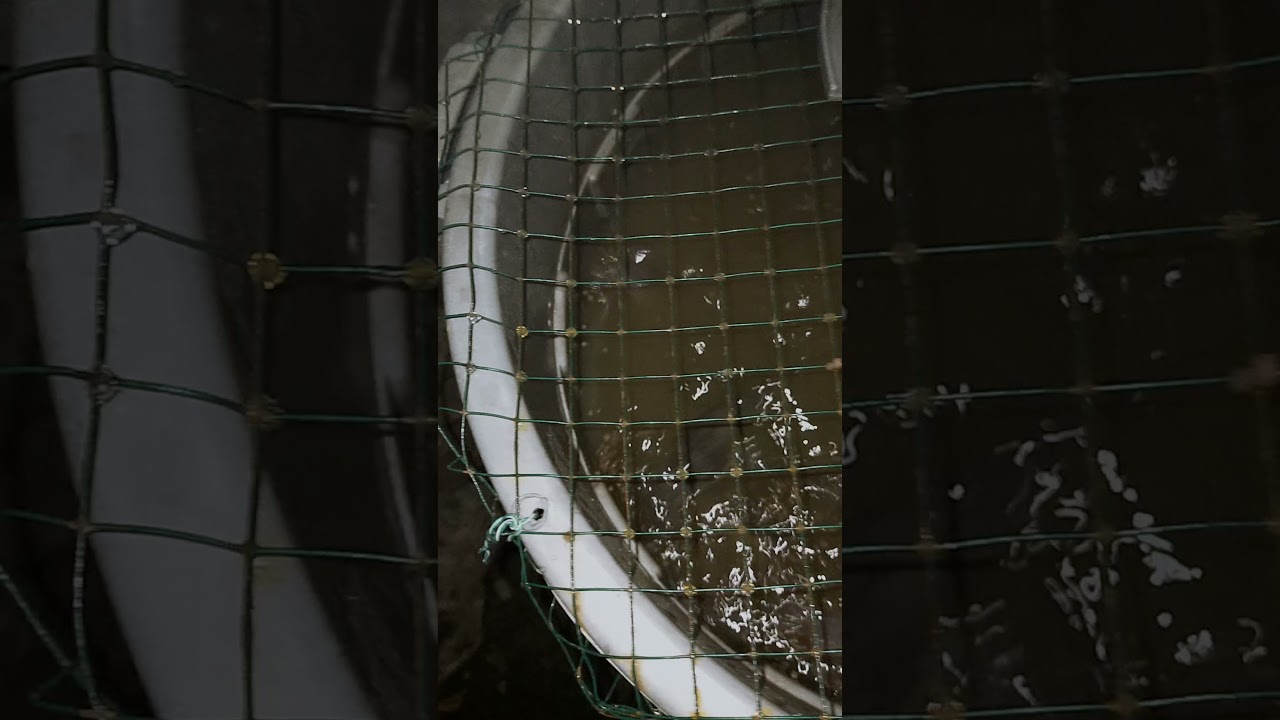 pemberian pakan lele malam hari budikdambox kulkas bekas (terlambat kasih makan) biasanya sore hari