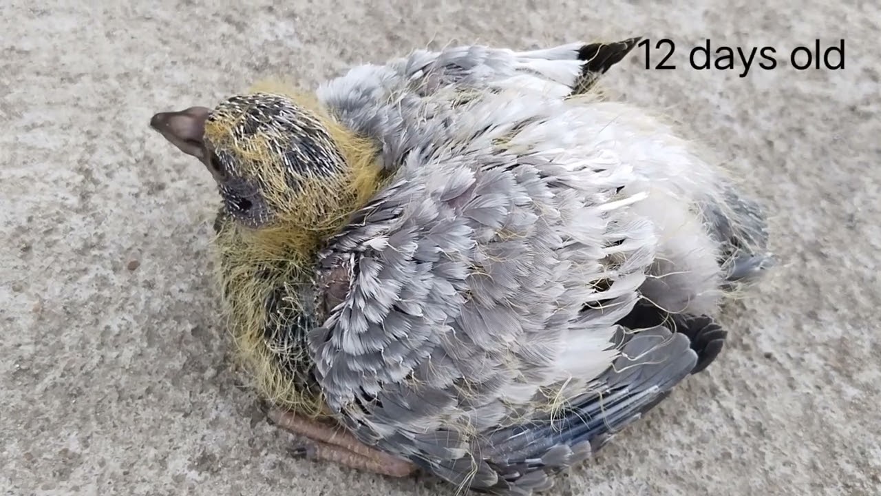 how are 11 days and 12 days old baby pigeon | growing baby pigeon | bird baby #babiepigeon