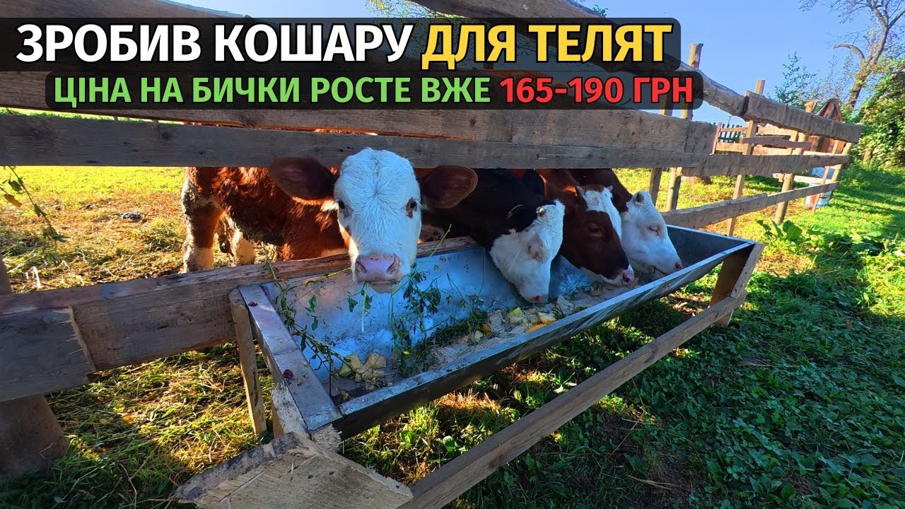 Зробив кошару для бичків. Вага і прирости бичків у 5-7 місяців. Ціна на бички росте вгору.