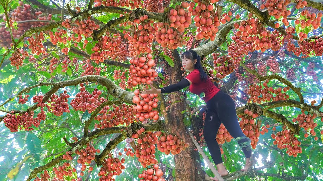 Harvesting A Lot Of Red Rambai Fruit In Forest Go To Sell For Villager | Hoang Thu Hoai