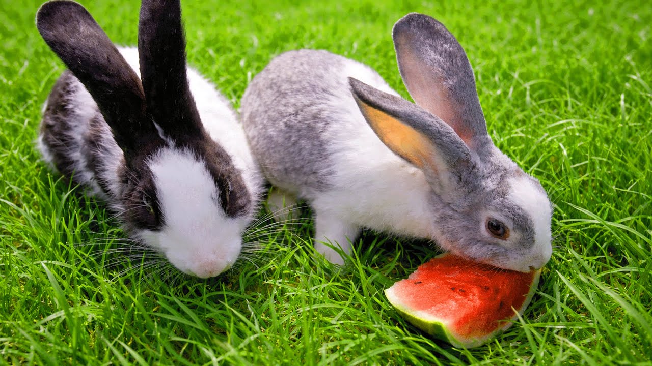 Happy rabbits eating watermelon in garden, Bunny Compilation