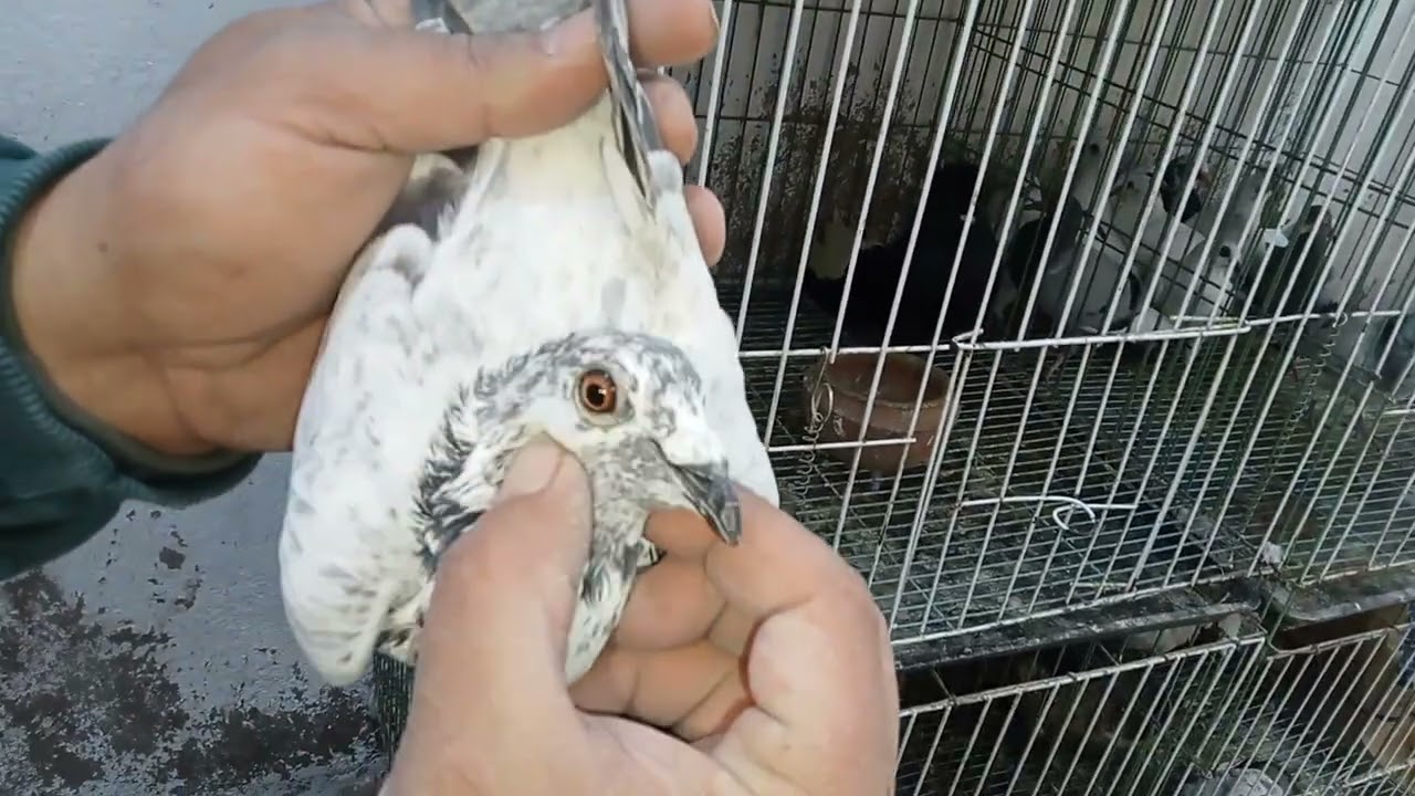 عرض المانجه الحق 🏃 بسرعه ت👈01275228515 #النجار_فوق 