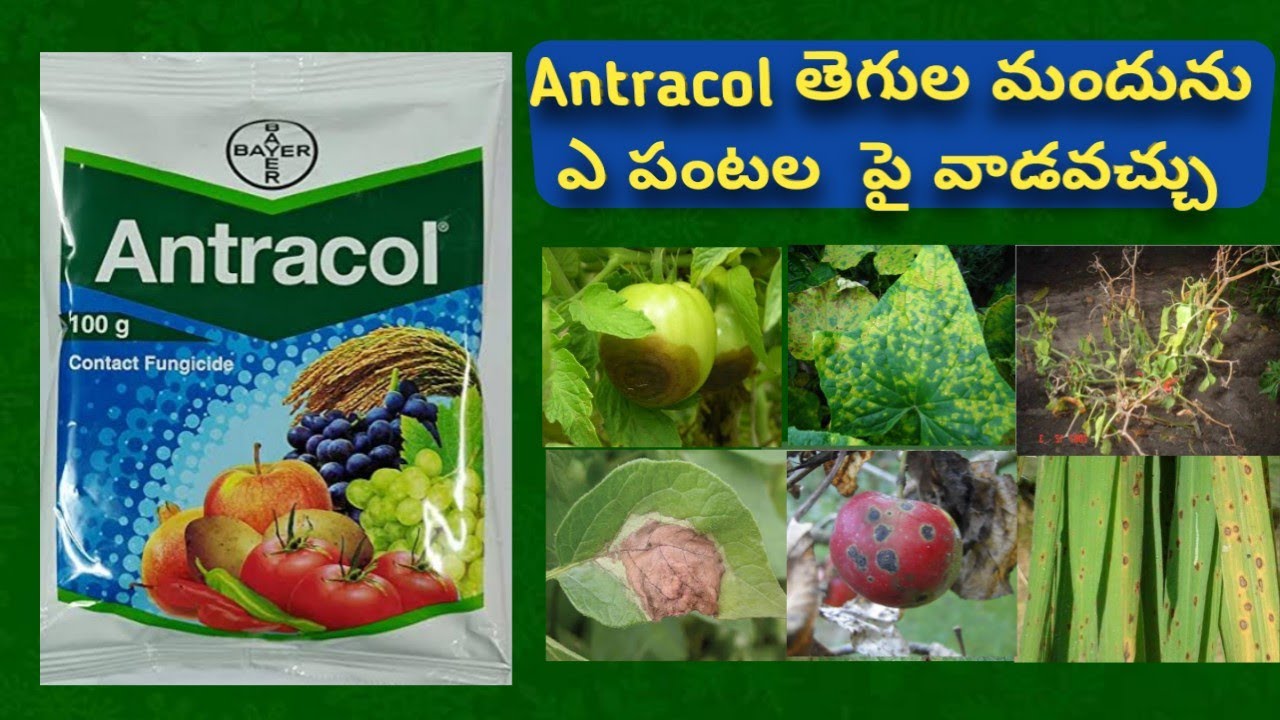 Antracol fungicide use in telugu | Propineb 75 Wp | Bayer antracol price