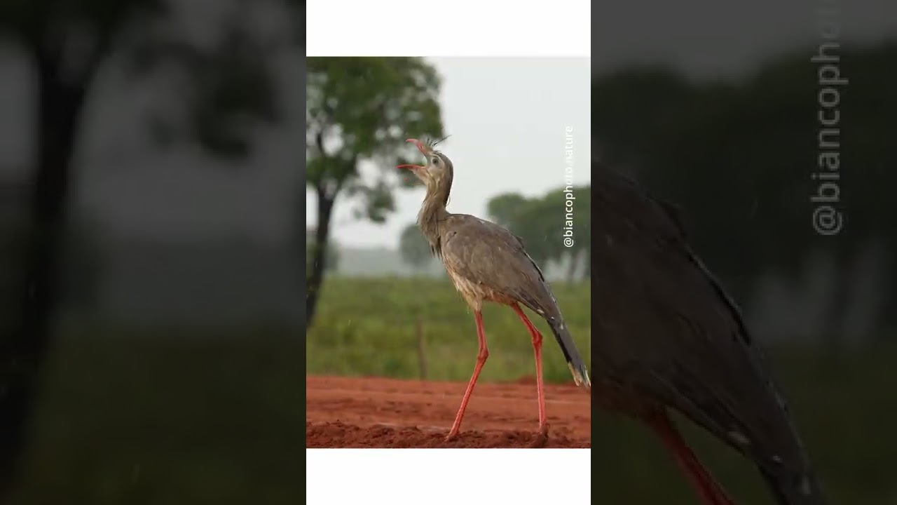 SERIEMA | Cariama cristata | Red-legged Seriema | biancophoto.nature | #shorts
