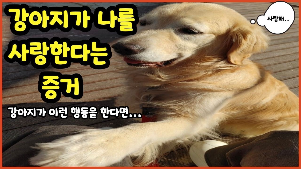 강아지가 이런 행동을 한다면 당신은 정말 완벽한 엄마입니다!