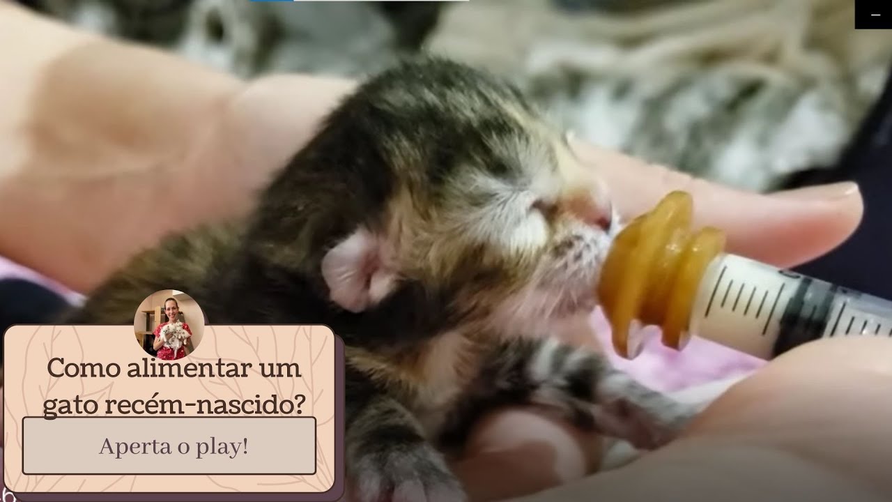 Como Alimentar um Gato Recém-Nascido?