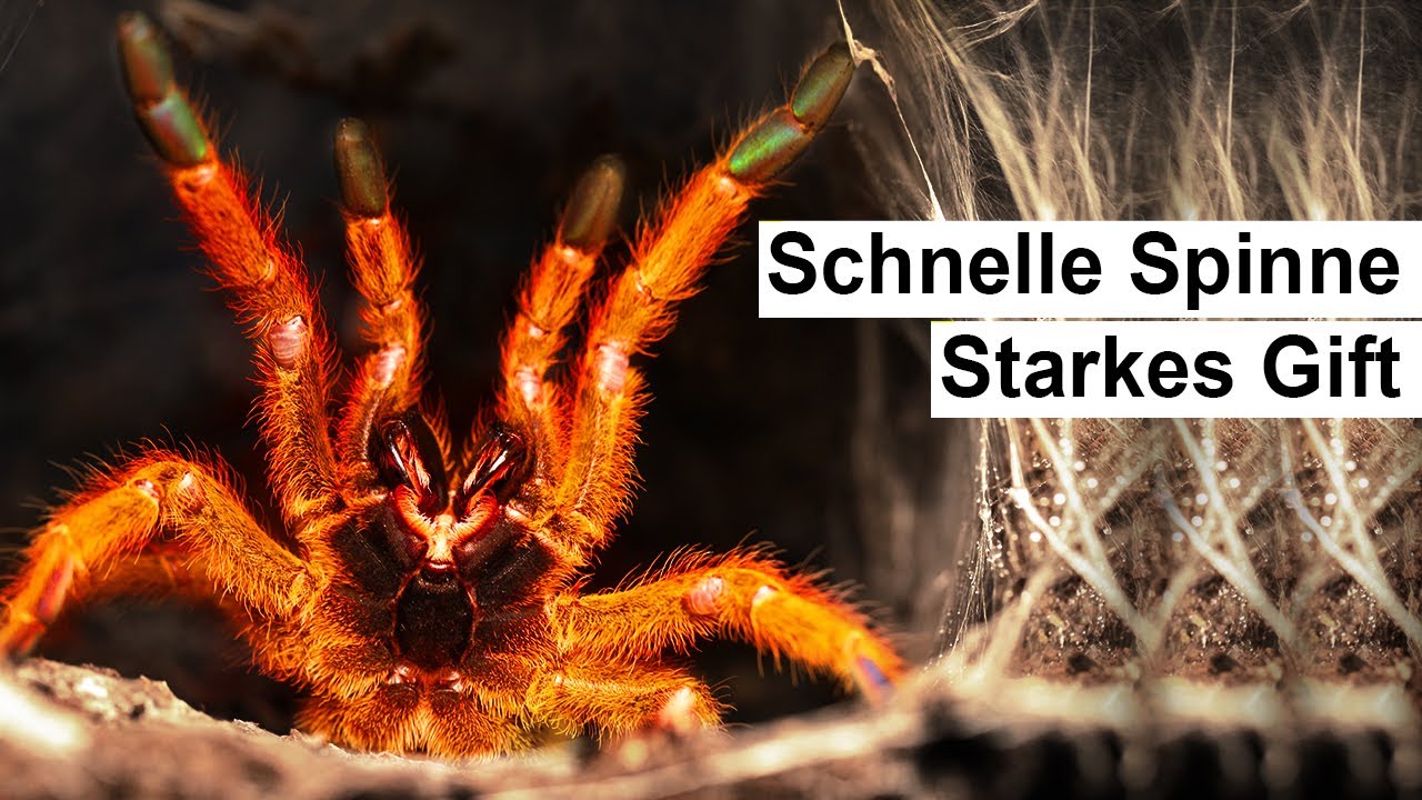 Vogelspinne wird Sauer und Bekommt ein Terrarium