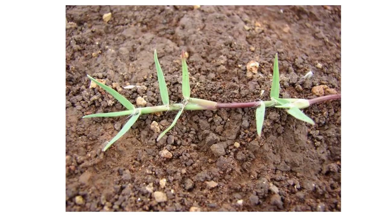 Cỏ chỉ, Cynodon dactylon Pers.