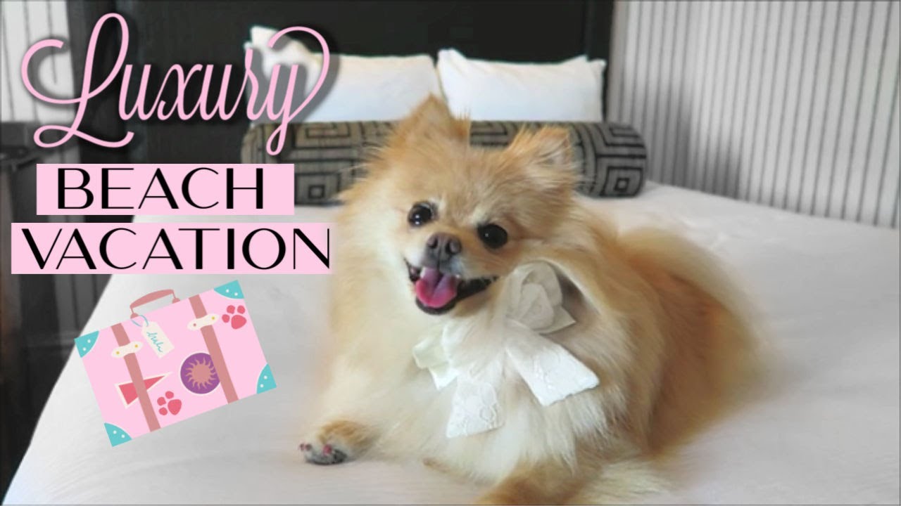 Luxury Beach Vacation with Pomeranian Daisy