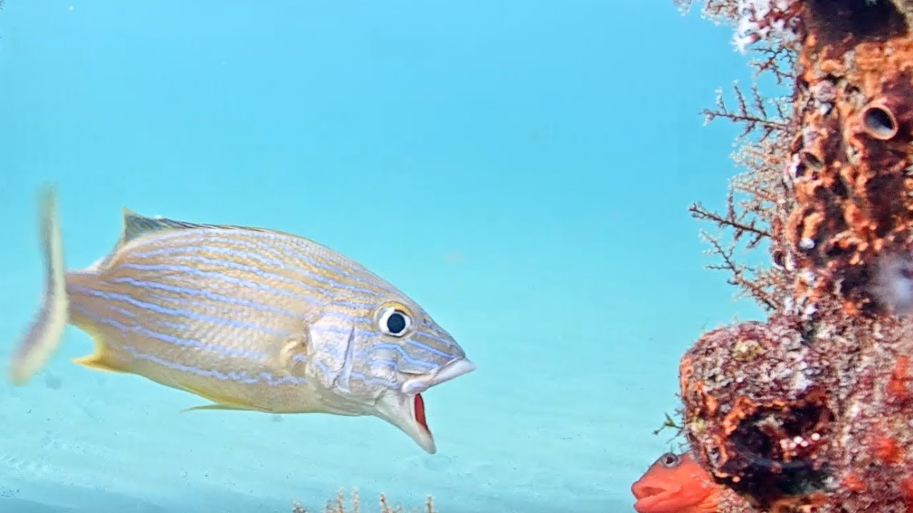 FISH FIGHT &  Screaming Match! February 2022 Underwater Fish Cam Recap