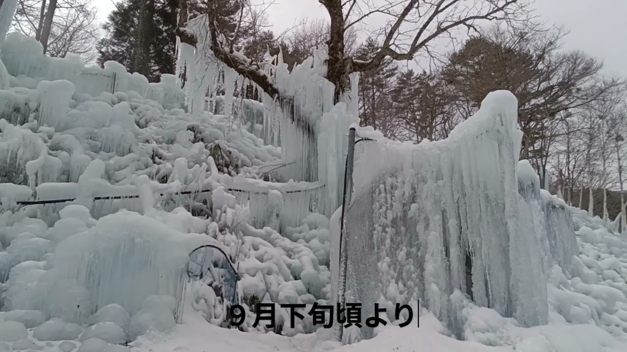 氷点下の森　2026/01/11