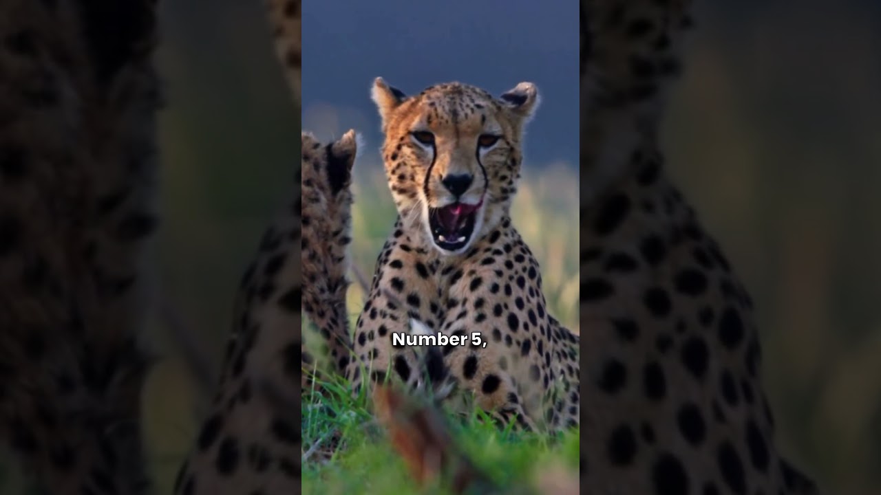 TOP 10 Dream Animals WE NEED in Call of the Wild!!!  🐘🐘🐘 #shorts