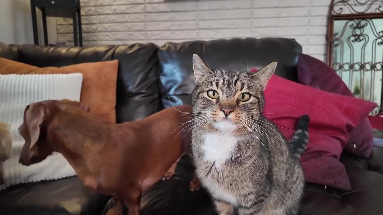 Millcreek family reunited with lost cat after more than a year of searching