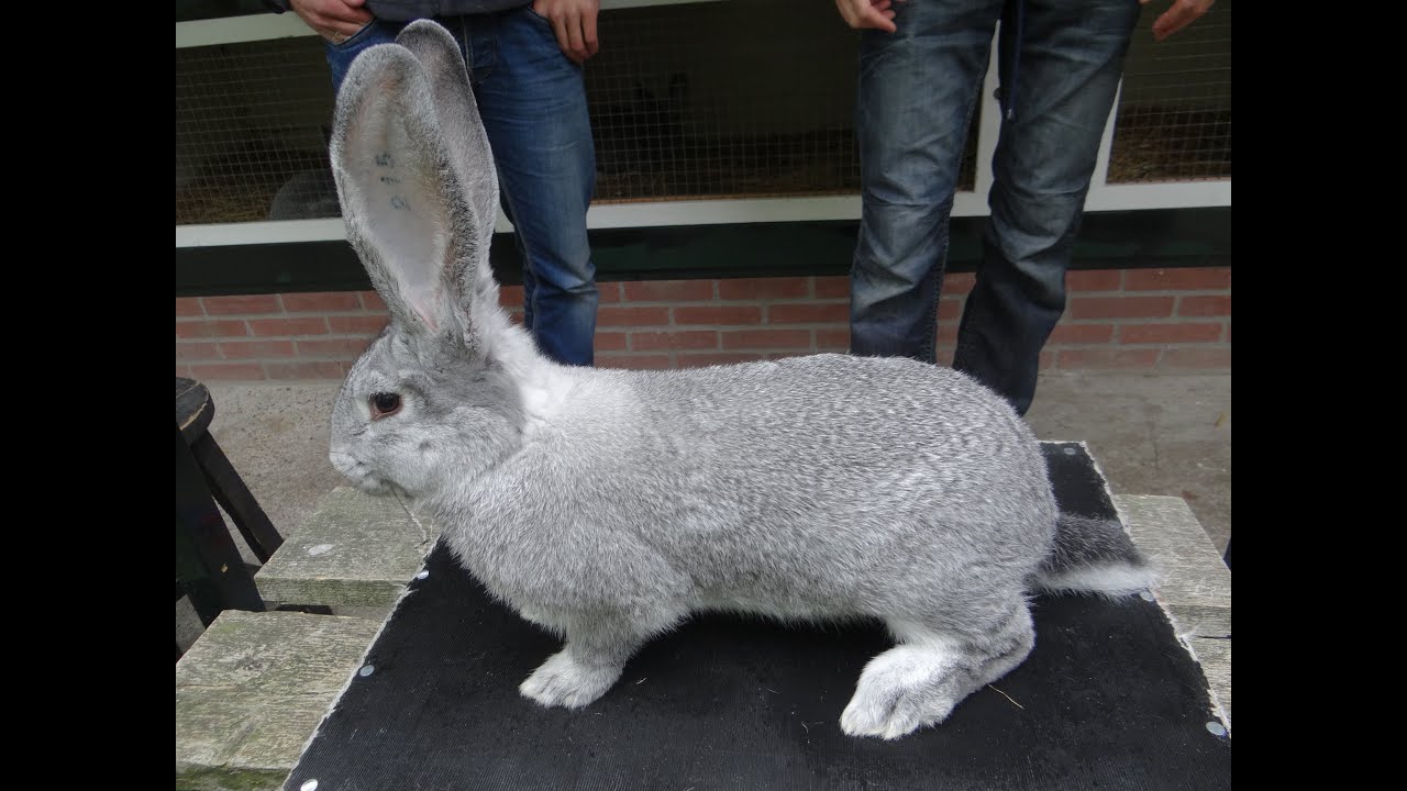 Кролики в Голландии, Фламандский гигант