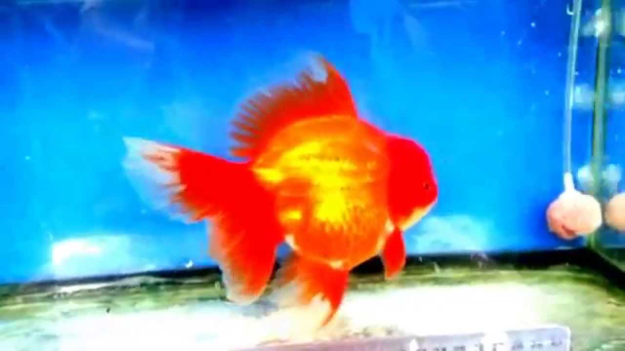 5.5" showgrade oranda for sales....whatsapp +6591000695/Line: jamespng