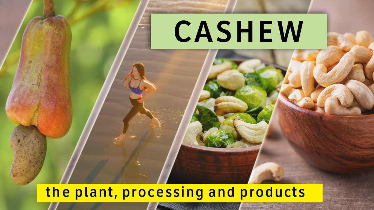Cashew - the plant, processing and products | Sri Lanka