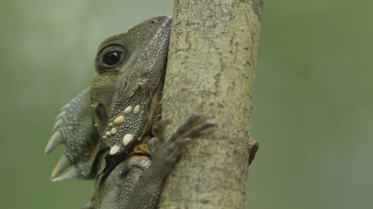 Boyd's Forest Dragon relaxing on tree branch