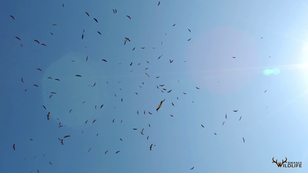 Mesmerising Jorbeer