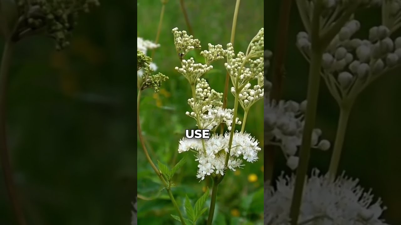 Meadowsweet Benefits and Side effects