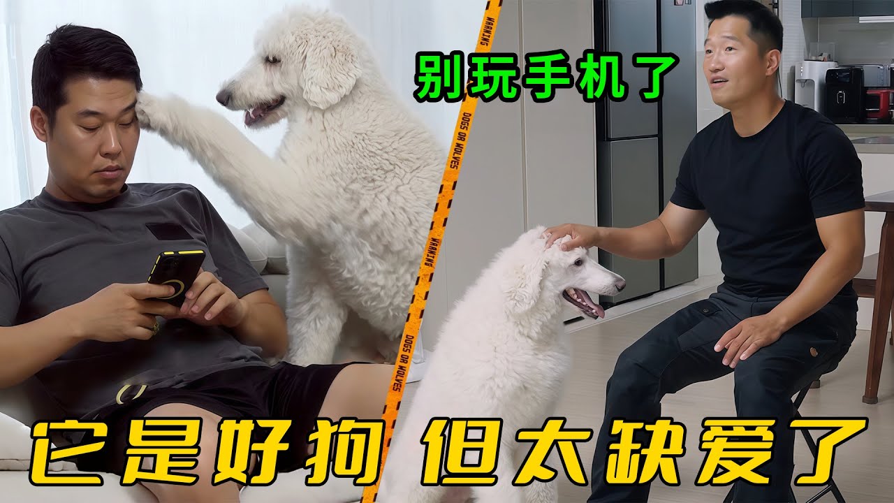 讓訓犬師眼饞的絕世好狗，卻因為缺愛被養成了搗蛋狗，得知真相後主人淚目