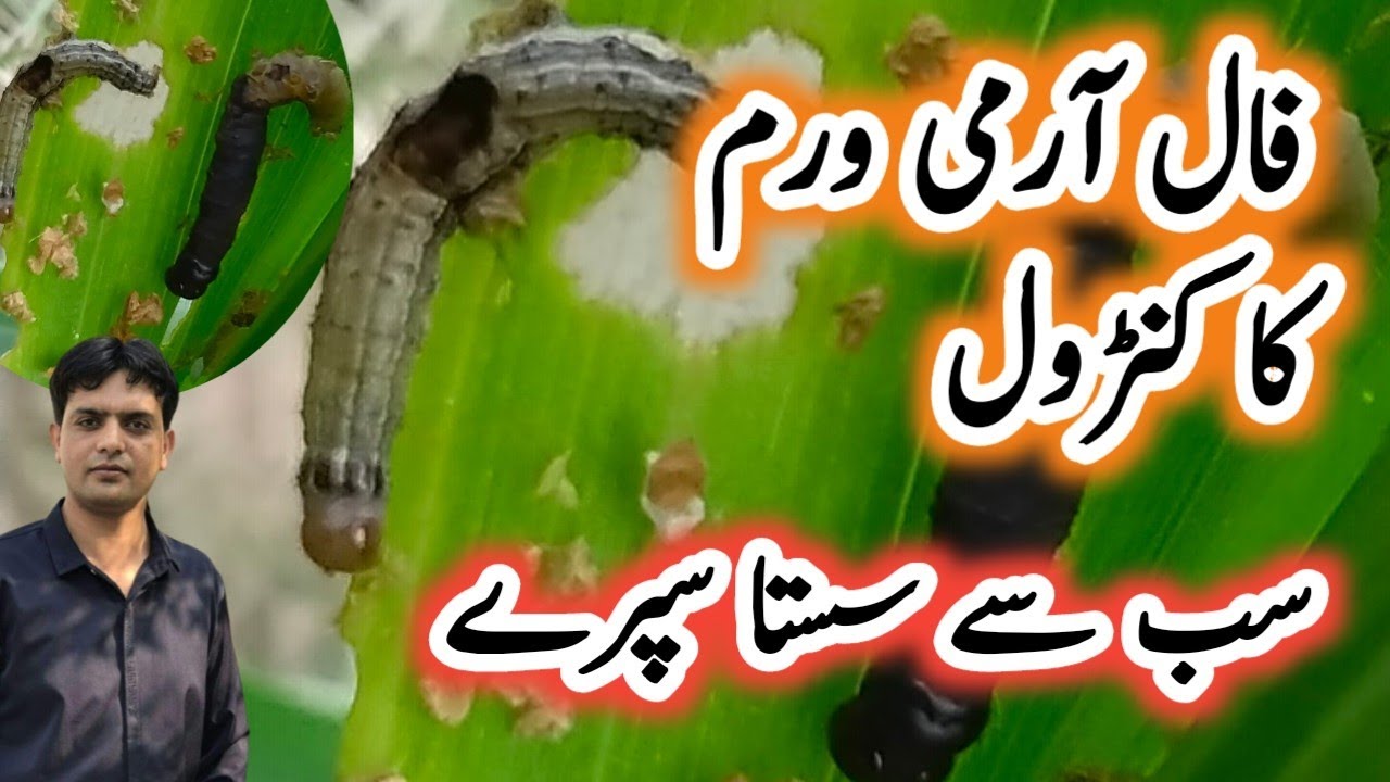 Control of Fall Army worm | Spray for fall armyworm  | how to control fall army worm in maize