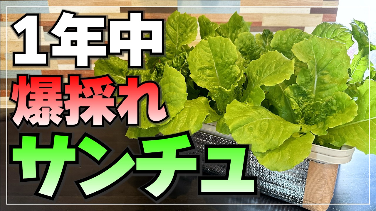 【レタス類はもう買わない】チマサンチュを1200枚以上収穫するコンテナ水耕栽培｜Hydroponic Method to Harvest Over 1,200 Sanchu Leaves a Year
