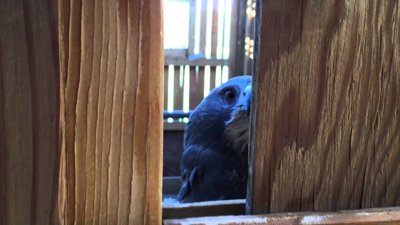 Swainson's Hawk Scream