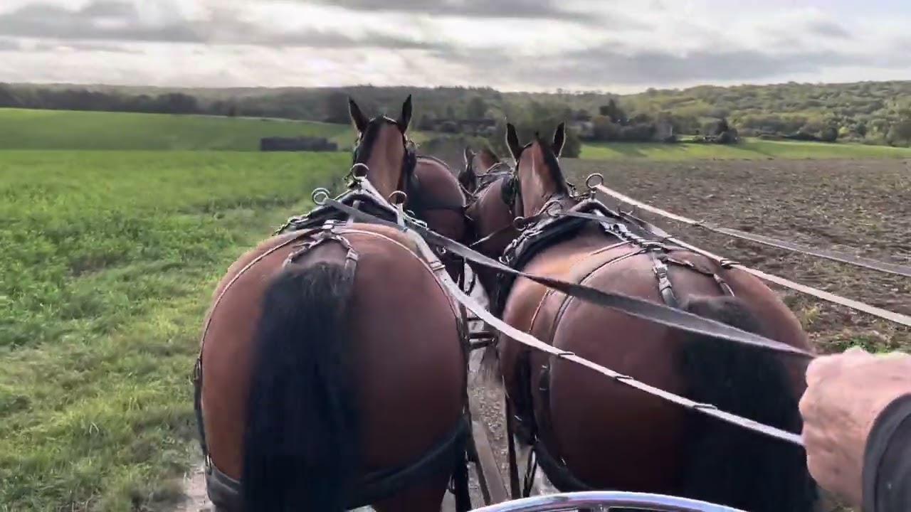 ATTELAGE CHEVAUX