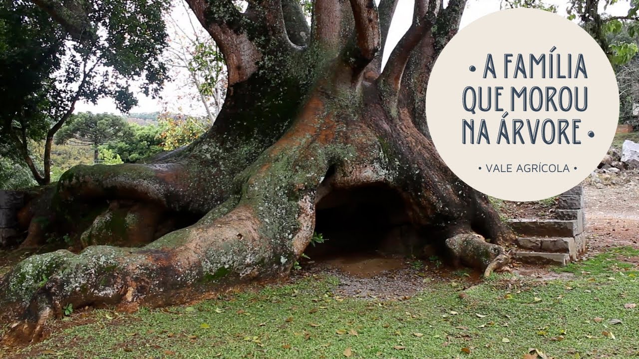 A ÁRVORE QUE ABRIGOU UMA FAMÍLIA!