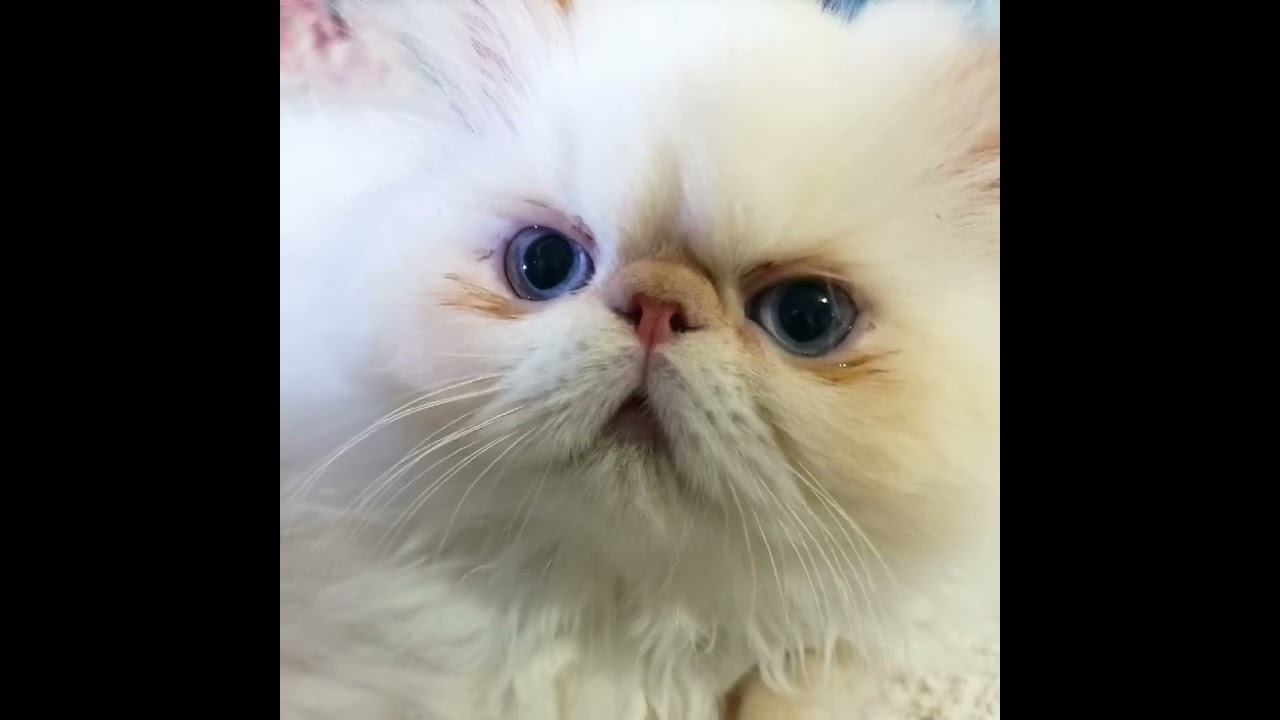 GATOS PERSAS HIMALAYOS. 34 659567463 #