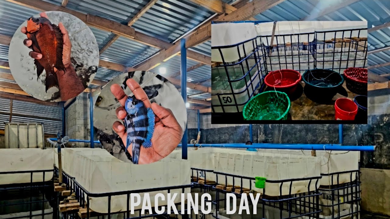 PACKING DAY ONE 2026
