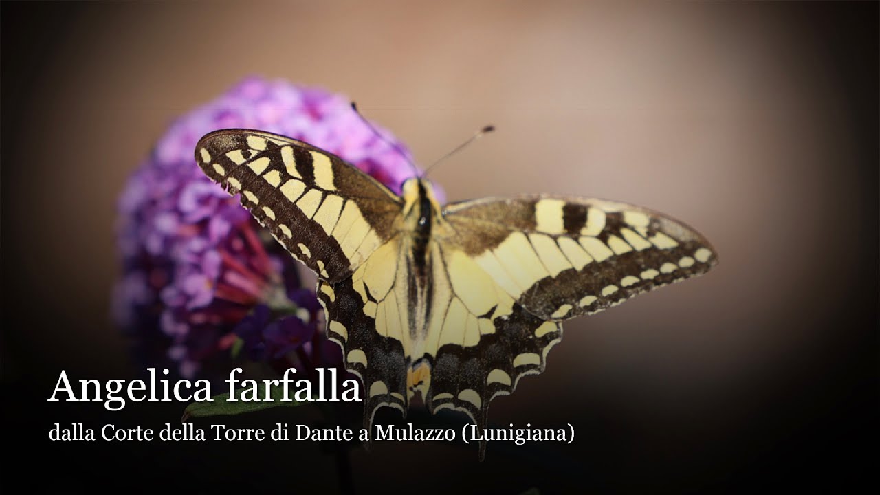 Angelica farfalla - Torre di Dante a Mulazzo
