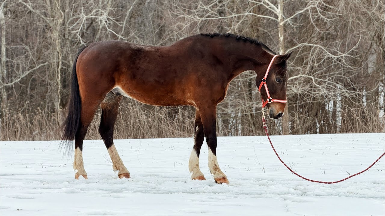 “WA Dutch Harry” moving free in the field 