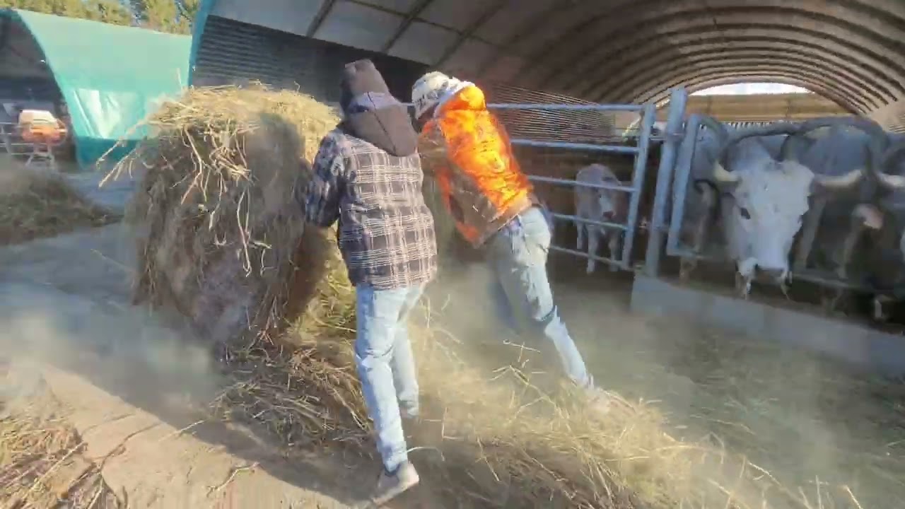 VLOG#10 Dylan se Cultive🚜 