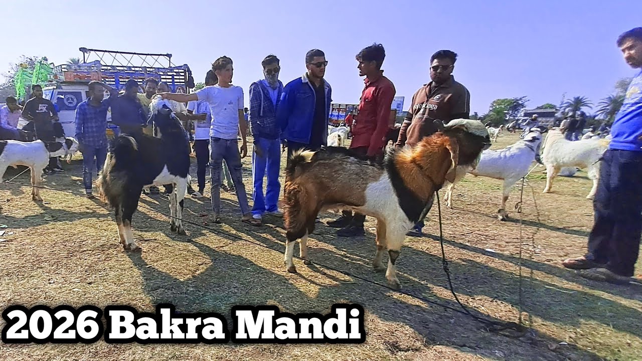 Gandhi Nagar Bakra Mandi || Bhopal bakra Mandi 2026
