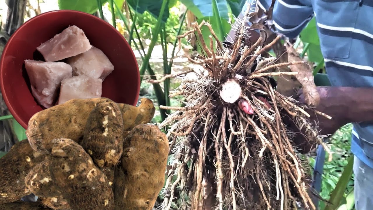 Jamaican Coco PLANTING & HARVESTING / BENEFITS of Coco / HOW to COOK Coco / Earth's Medicine