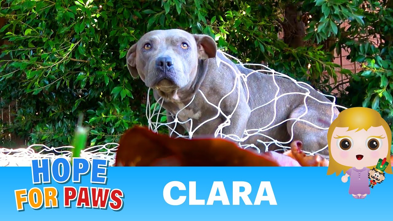 Homeless Pit Bull would LOVE to have a home for Christmas! 💝 #dogrescue