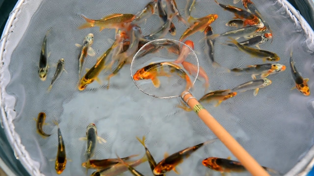 Modern Koi Blog #1932 - Ikeage 2017 - 1st. Selection Baby Kujaku