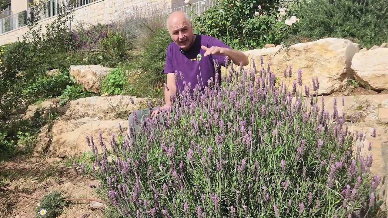 צמח השבוע שלנו להיום- אזוביון (לבנדר) משונן 'אימין איפרי' lavandula dentata 'Imin Ifri'