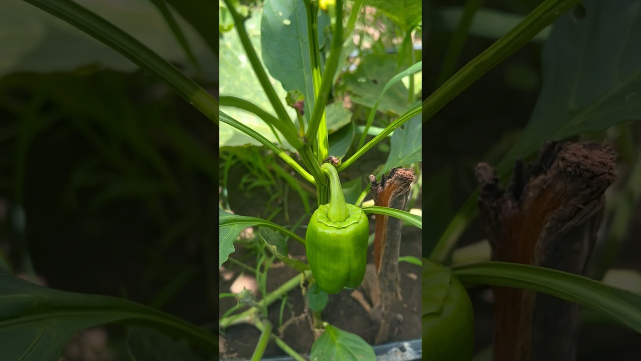 Pimiento variedad California Red Wonder 🫑 #agricultura #agronomia #pepper