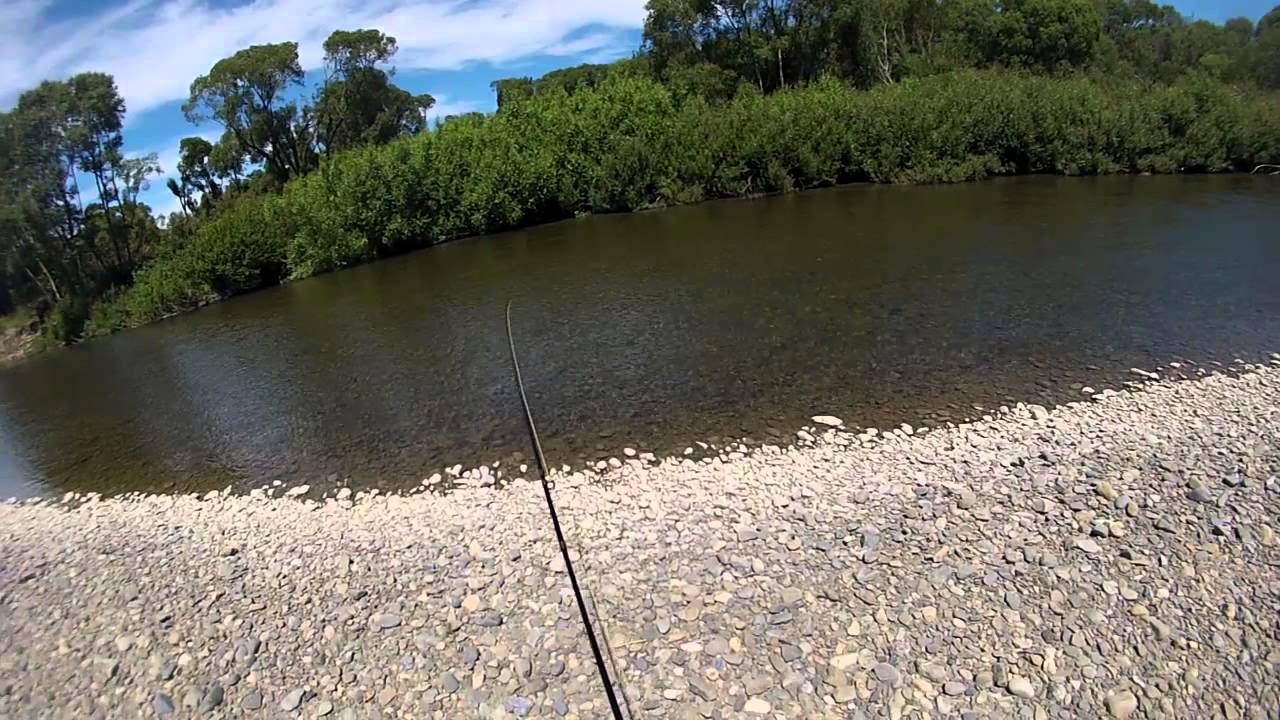 Fly Fishing for Searun Trout Ashley River NZ