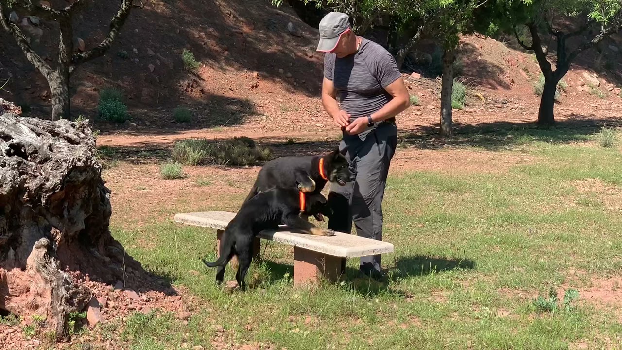 Iniciamos la formación de Zasko y Zacarías 3 meses de edad