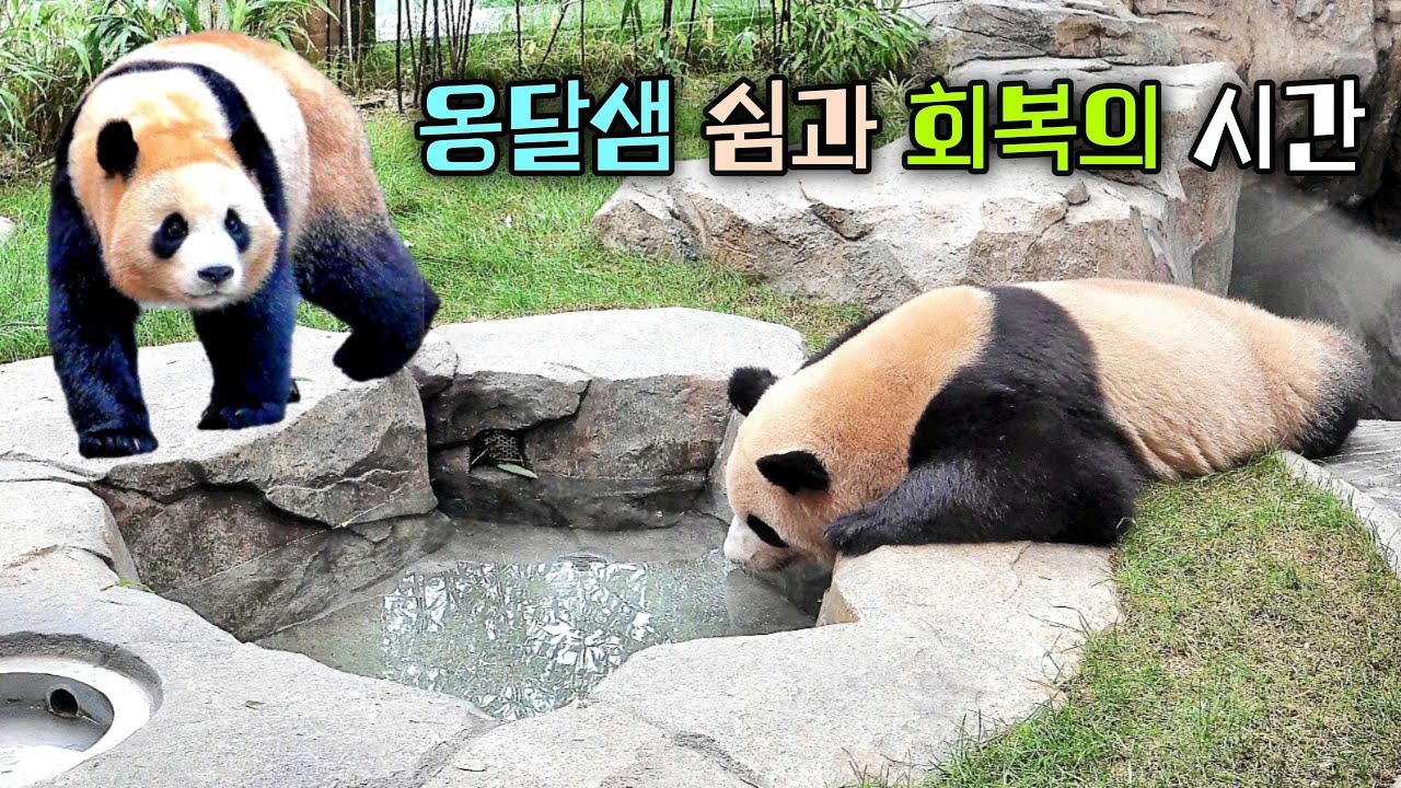 명절에도 쉬지 못한 루이바오 후이바오 이제 행복해질 시간 입니다