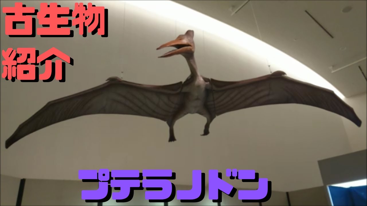 【古生物紹介】プテラノドン